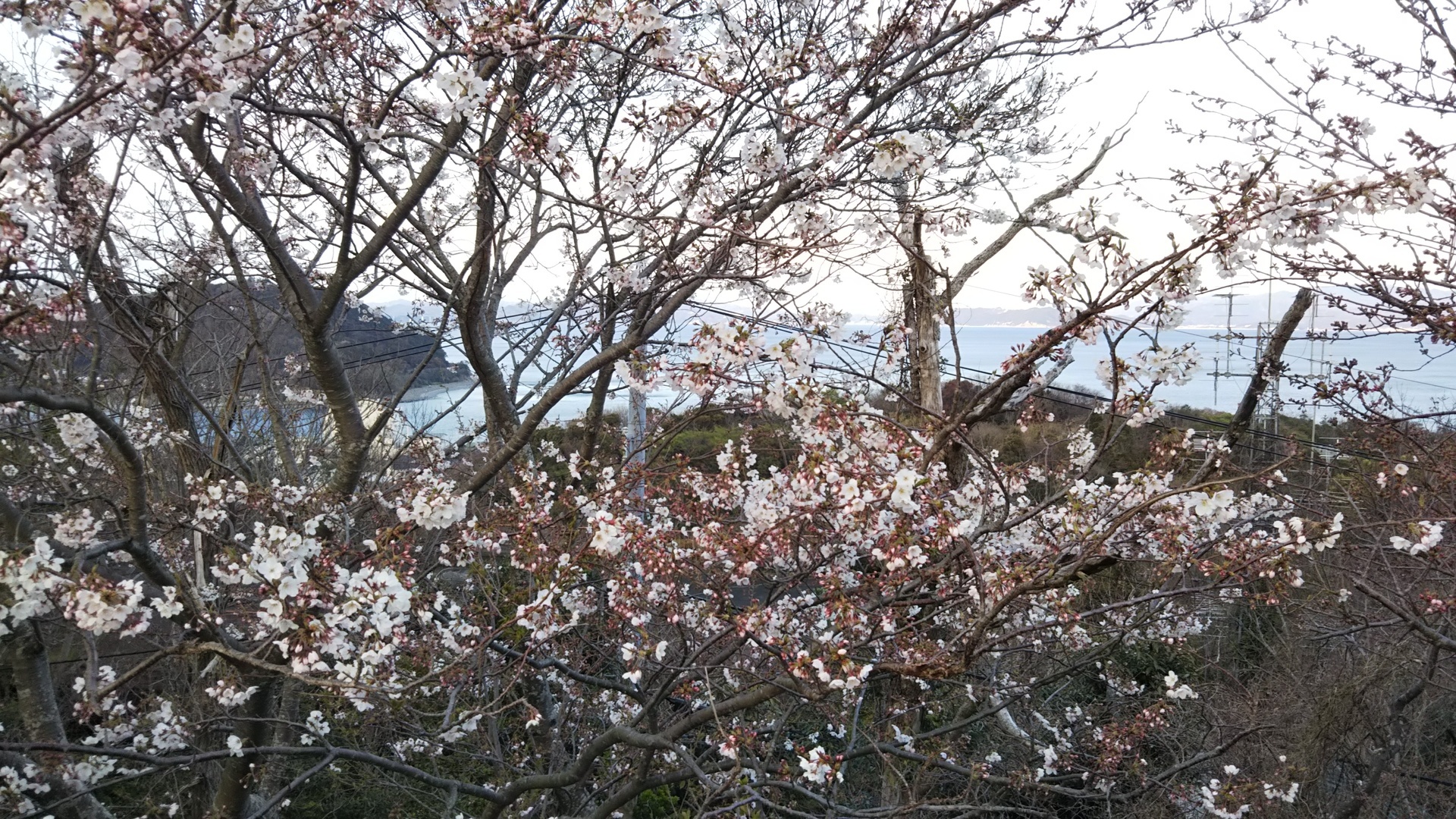 第２０５号 今年はお花見中止 去年の桜の写真ですが 徳島の桜の名所を紹介します なんくるないさ沖縄を胸に いけます徳島 移住する日記